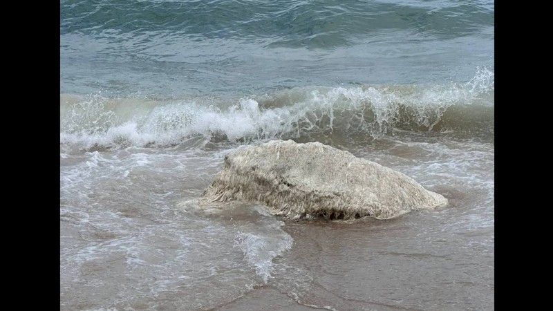 Mystery 'globster' washes ashore at Layan Beach