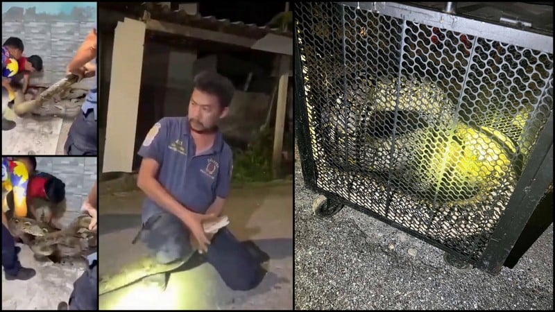 Phuket rescuers catch python in school housing