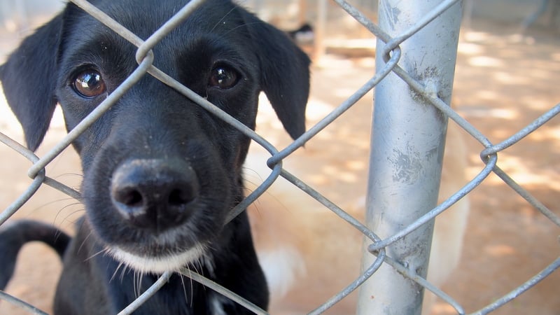 Dog's Life: Stray Dog Shelter stretched beyond limits as funding falls short