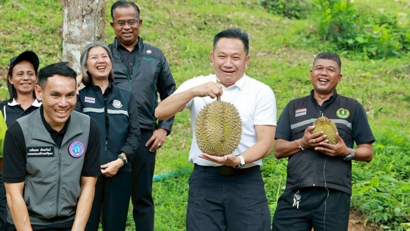 Phuket kicks off durian harvest season