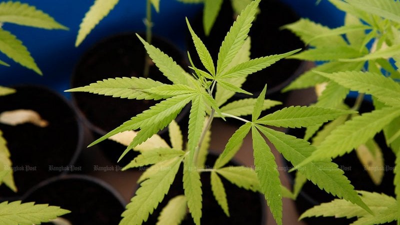 Public input sought on cannabis law