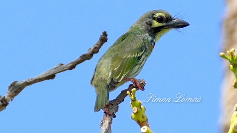 A wildlife haven on a small Phuket peninsula