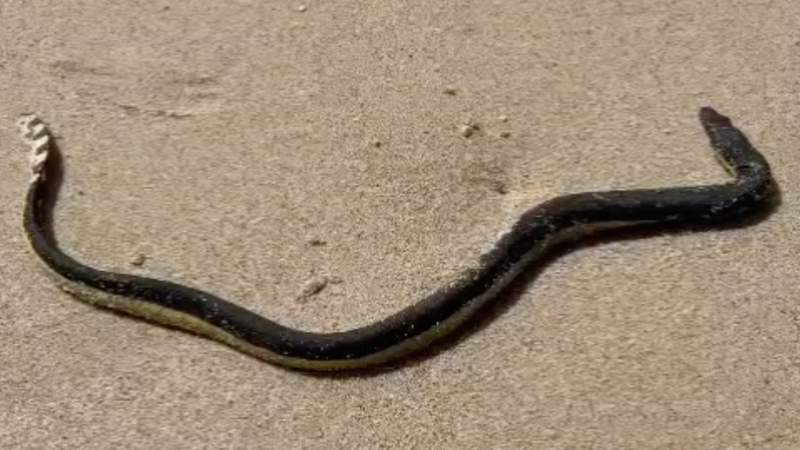 Sea snake prompts scare on Kamala Beach