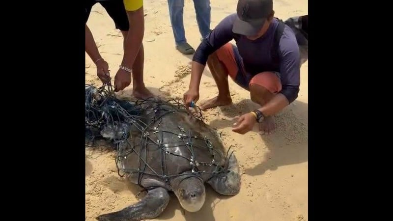 Sea turtle rescued from ghost net off Karon Beach